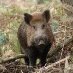 Recicladoras Impulsionam Logística Reversa e Garantem 95% de Reciclabilidade das Embalagens de Defensivos no Brasil