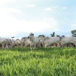 Entregas de fertilizantes crescem 9,3% no Brasil e somam 35,8 milhões de toneladas até setembro