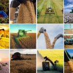 Produção brasileira de café deve alcançar 56,5 milhões de sacas em 2025 impulsionada por safra recorde de conilon