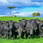 Polícia Civil cumpre buscas e prisões contra investigados por roubos e furtos de fios de cobre em Cuiabá