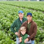 Safra de trigo recua em 2025 e Brasil projeta maior dependência de importações em mais de uma década