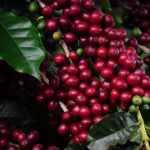 Ibovespa inicia semana em alta com dados econômicos fracos e Braskem sob os holofotes; ações do agronegócio mantêm estabilidade