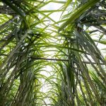 Trigo deve seguir com preços pressionados no curto prazo, mas alguns fatores podem conter quedas mais fortes