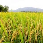 Resíduos em carne reforçam importância do uso correto de medicamentos veterinários