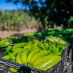 Milheto granífero ganha espaço na 2ª safra e se consolida como alternativa segura ao milho em 2025