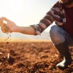 Digitalização e novas sementes elevam produtividade do algodão em até 10 arrobas por hectare