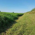 Mercado de touros em Santa Catarina registra forte recuperação em 2025, aponta Udesc