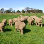 Leilão Cup of Excellence 2025 arrecada R$ 1,8 milhão com cafés especiais brasileiros