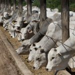 PROCON orienta consumidores sobre compras de fim de ano e reforça cuidados no Natal