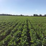 Colheita de uvas avança no Rio Grande do Sul em meio a preocupação com o déficit hídrico