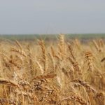 Fretes devem permanecer pressionados com escoamento da safra de soja em 26