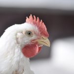 Exportações de arroz ganham força e aliviam o mercado interno diante da baixa demanda doméstica