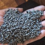 SEDEC consolida 2025 como ano de virada econômica em Primavera do Leste sob comando de Fábio Parente