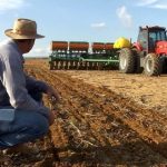 Mercado de trigo no Sul do Brasil registra baixa movimentação no final do ano