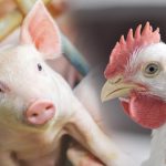 Mapa lança painel interativo com todas as novas aberturas de mercados do agronegócio brasileiro