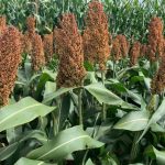 Dólar em Alta com Olho na Ata do Copom e Dados de Emprego dos EUA