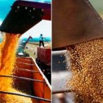 Setor avícola busca retomada das exportações de carne de frango do Rio Grande do Sul à China