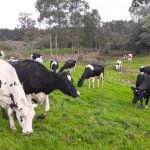 Mato Grosso comercializa 83% do milho da safra 2024/25, mas mantém ritmo lento para 2025/26