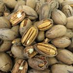 Demanda de fim de ano impulsiona preços da carne bovina, aponta Cepea