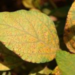 Brasil registra crescimento nas exportações de milho em novembro de 2025