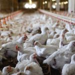 Agropecuária Maragogipe conquista título inédito no Circuito Sul-Americano Nelore de Qualidade 2025