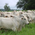 Indústria da carne suína mantém cautela nas negociações em meio à sazonalidade e leve recuperação do consumo