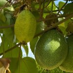 Polícia Civil prende mulher alvo de operação que apura homicídios em Cuiabá e Várzea Grande