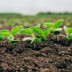 Segunda reestimativa prevê safra de laranja 2025/26 em 294,8 milhões de caixas em SP e MG