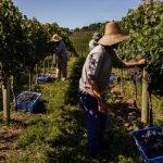 Estresse hídrico atrasa semeadura e afeta produtividade do feijão no Rio Grande do Sul
