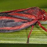 VPJ Alimentos estreia no mercado internacional com exportação de carne Angus brasileira para a Guiana