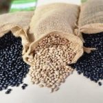 Oferta elevada e concorrência externa mantêm mercado de trigo pressionado no Brasil