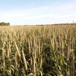 PRF auxilia criança com mal-estar na BR-364 e garante atendimento médico rápido