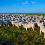 Cavalaria da PM prende homem por tráfico de drogas e apreende 57 porções de entorpecentes