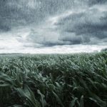 Valor Bruto da Produção agropecuária de Minas Gerais deve bater recorde e alcançar R$ 168,1 bilhões em 2025