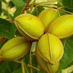 Deputado Thiago Silva convida população para participar do projeto “Natal Feliz”