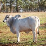 Brasil projeta aumento de US$ 33 bilhões em exportações com abertura de 500 novos mercados