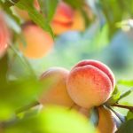 Preço do leite ao produtor cai pelo sétimo mês seguido e deve seguir em queda até o fim do ano, aponta Cepea