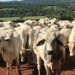 Polícia Civil cumpre ordens judiciais contra suspeitos por crimes de estelionatos praticados em Roraima