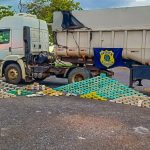 IBPecan projeta safra maior de noz-pecã em 2026 após recuperação da produção em 2025