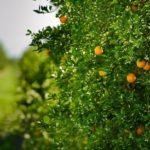 Integrantes da reserva do Exército estão convocados para o exercício de apresentação da reserva de 2025