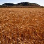 Safrinha 2024: Manejo Antecipado na Colheita da Soja é Chave para o Sucesso do Milho de Inverno