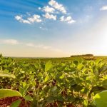 Agronegócio impulsiona economia e melhora renda no campo, apesar da redução de empregos