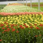 Etanol ultrapassa R$ 3 mil por metro cúbico e confirma valorização; açúcar recua no mercado internacional