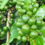 Komet Irrigation inaugura primeiro hub e departamento de engenharia digital no Brasil e transforma país em polo global de inovação