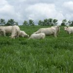 Governança corporativa impulsiona fusões, aquisições e valorização de empresas do agro em 2025