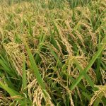 Prefeito fará plantio do 1° pomar urbano e vai inaugurar árvore de Natal gigante