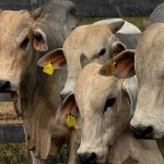 Arroz tem queda acentuada de preços e pressiona margens dos produtores, aponta Itaú BBA