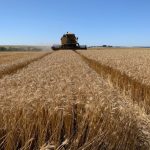 Minas Gerais deve registrar VBP recorde de R$ 168,1 bilhões em 2025, impulsionado pelas lavouras