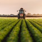 Produtividade desigual do trigo marca reta final da colheita e mantém mercado travado no Sul do Brasil