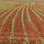 Algodão Brasileiro: Brasil Consolida Liderança Global e Projeta Crescimento para 2026